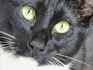 Extreme close-up of black and white cat head with yellow/green eyes
