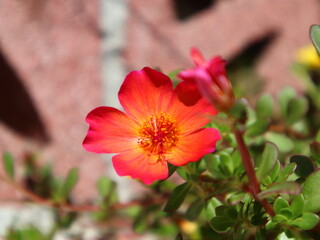 Large-flowered purslane