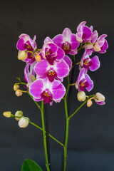 Violet and white orchid (Phalaenopsis), blooming with black background