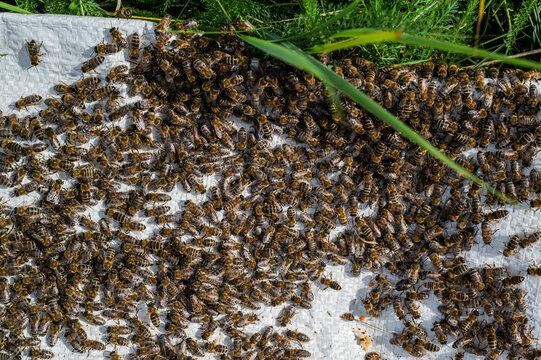 A Swarm Of Bees Crawling, Macro Shot. A Colony Of Bees Crawling On A White Background. Beekeeping, Small Business, Home Apiary.