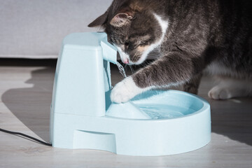 Cat plays with water dispenser or fountain. Pet thirst. Dehydration in a cat.