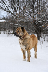 A thoroughbred middle Asian shepherd dog of brown color. An Asian dog with cropped ears and tail stands outside in winter. A big angry dog guards its territory.An adult male stands near a wooden fence