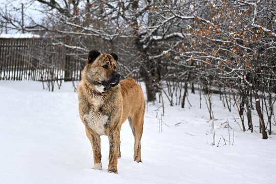 A thoroughbred middle Asian shepherd dog of brown color. An Asian dog with cropped ears and tail stands outside in winter. A big angry dog guards its territory.An adult male stands near a wooden fence