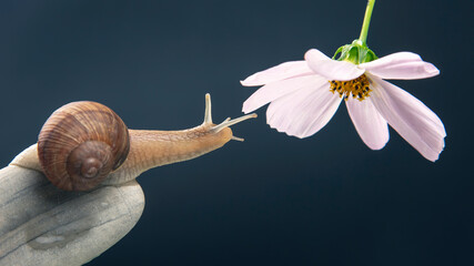 Helix pomatia. snail on a stone pyramid stretches to reach a white flower. mollusc and invertebrate. delicacy meat and gourmet food. © photosaint