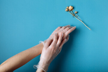 Woman's hand in a white medical gloves is reaching to the withered white Rose. Isolated in blue background