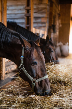 Brown horses in a bridle stand in the stable and eat hay on an autumn sunny day.