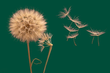 Dandelion seeds flying next to a flower on a green background