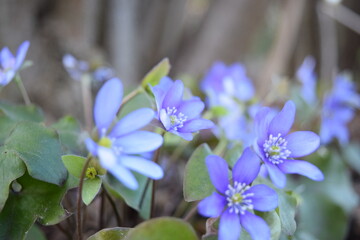 purple flowers