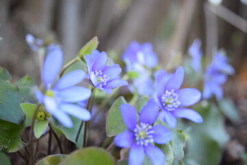 purple flowers