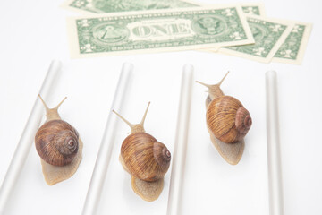 snails run to the finish line with money. breakthrough and perseverance in the business. business relationship competition metaphor.