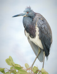 Portrait of a Great Blue Heron