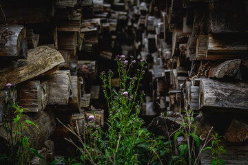 altes Holzlager mit Brennholz
