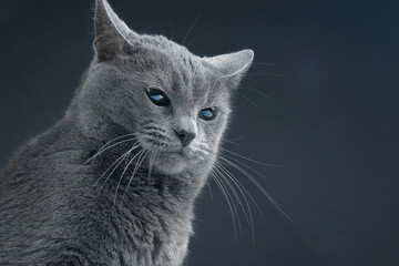 Studio portrait of a beautiful grey cat on dark background. pet mammal animal predator