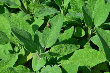 Gemeine Feuerwanze auf Salbeiblatt