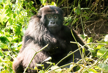 Mountain gorillas, Virunga National Park, Democratic Republic of Congo