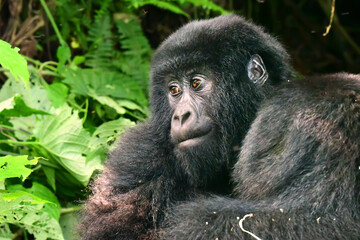 Mountain gorillas, Virunga National Park, Democratic Republic of Congo