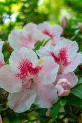 Obraz premium pink rose bush