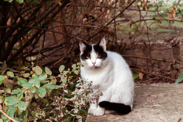 black and white cat sits on a concrete slab in the bush, the cat looks at the viewer