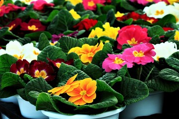さくら草