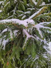 Christmas tree branches covered with snow in the daytime