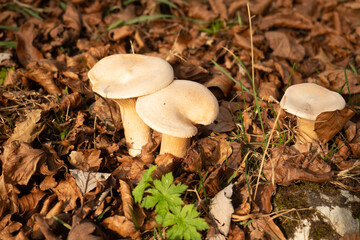 Wild mushrooms on the forest floor in the Swiss Jura montains
