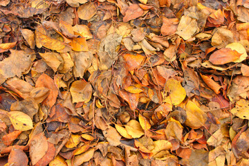 background texture old vintage wood