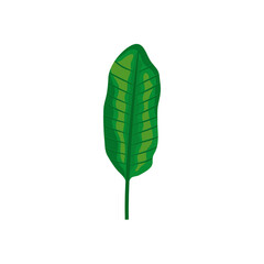 banana leaf icon, colorful design