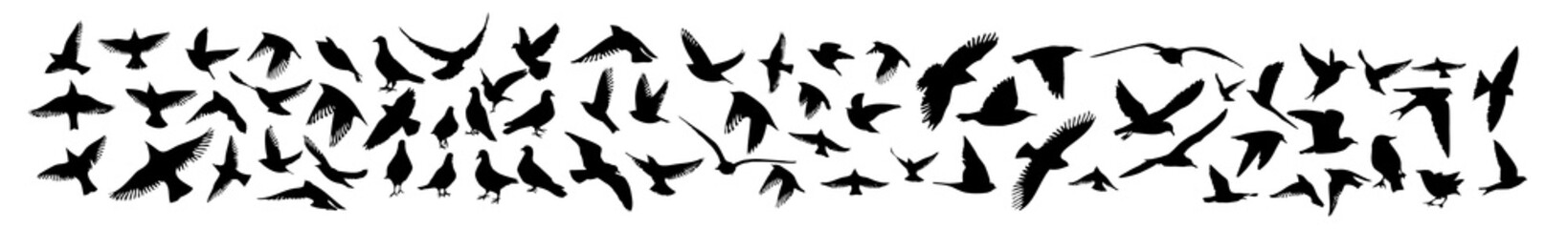 A set of different birds. Pigeon, starling, nightingale, hummingbird, eagle, raven, swift, seagull, swallow. Vector illustration