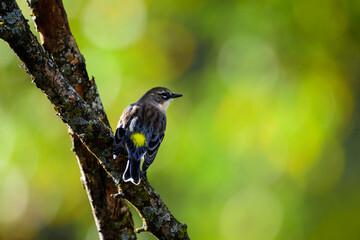 Yellow Rumped Warbler-5462