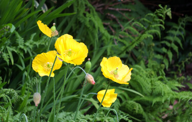 close up of bright yellow welsh poppy flowers with sunlit green vegetation against a blurred green background