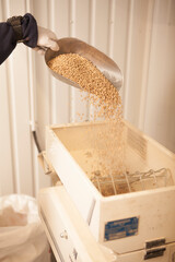 Vertical cropped shot of a worker pouring barley seeds into grain mill, preparing ingredients for beer production at microbrewery