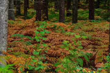 fern leaves brown and green