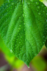 gotas de agua en una hoja verde con nitidez