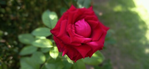 red rose in garden