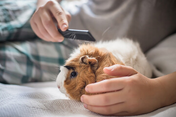 boy combs a guinea pig. Wool care pets. Long-necked rodent