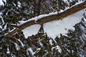 Ast mit Schnee