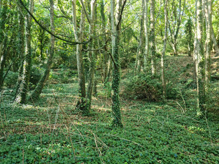 Bluebell Woods, Guernsey Channel Islands