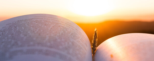 Open book under sunlight outdoors with wheat spike. Education and wisdom concept. Going out into...