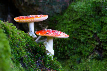 amanita, fly agaric, red mushroom in forest