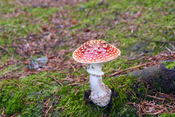 amanita, fly agaric, red mushroom in forest
