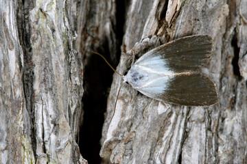 エゾクロギンガ（北海道・層雲峡）
