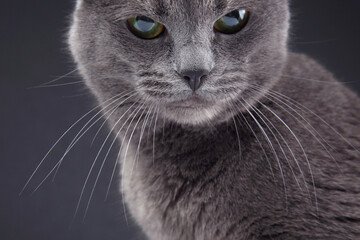 Obraz premium Studio portrait of a beautiful grey cat on dark background. pet mammal animal predator