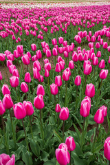 Pink tulips at the Chilliwack Tulip Festival in Chilliwack, BC, Canada