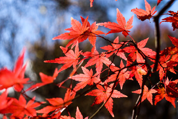 紅葉 もみじ 赤い 美しい 落ち着いた 幻想的