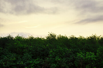 Morning sunrise with shadow of tree, Sun light shine through the forest in the morning