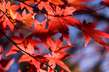 紅葉 もみじ 秋 落ち着いた 幻想的 美しい