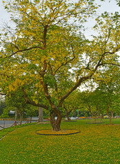 Naklejka premium Cassia fistula (Amaltas) in the park New Delhi India
