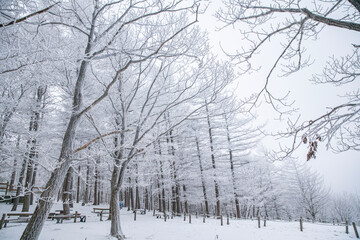 새하얀 겨울 숲