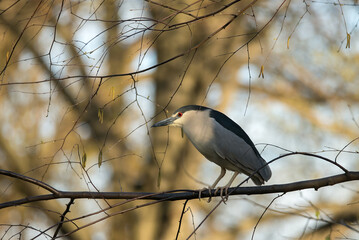 Black crowned night heron bird with a bright red eye, sitting on tree branches 