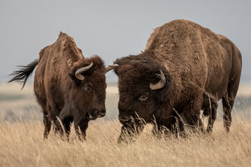 Male and Female Bison Stand Next to Each Other © kellyvandellen